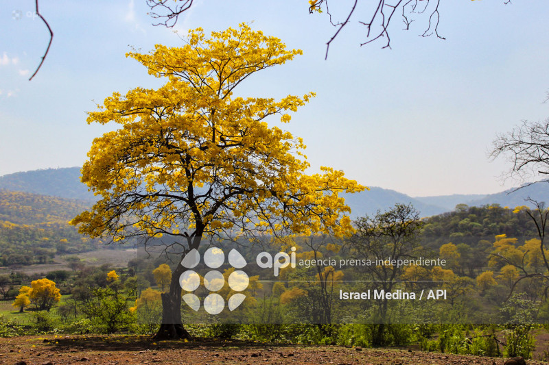 FLORECIMIENTO GUAYACANES 2026