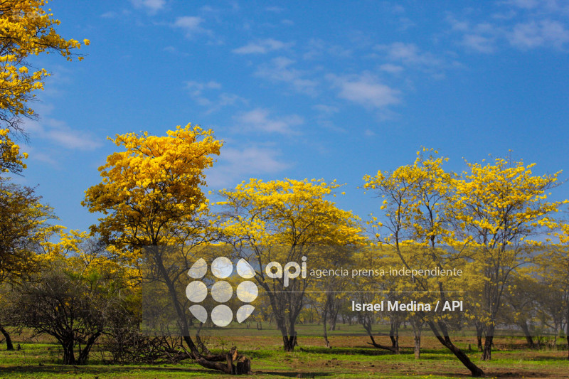 FLORECIMIENTO GUAYACANES 2026