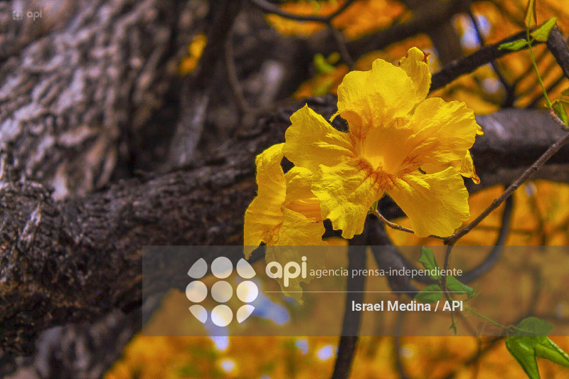 FLORECIMIENTO GUAYACANES 2026