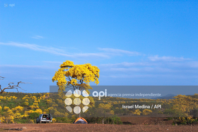 FLORECIMIENTO GUAYACANES 2026