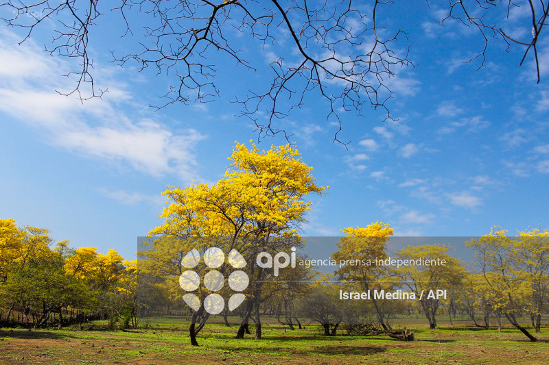 FLORECIMIENTO GUAYACANES 2026