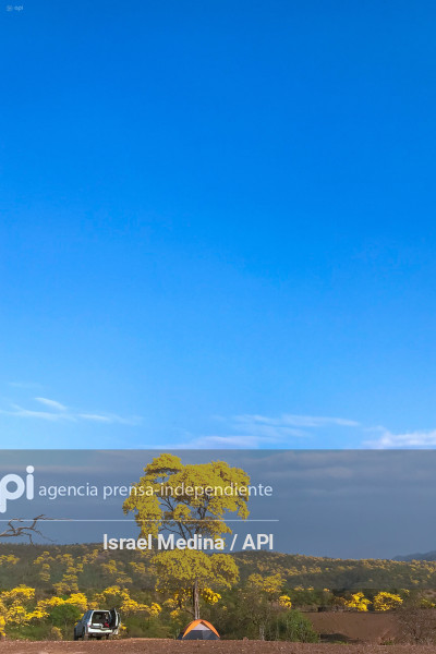 FLORECIMIENTO GUAYACANES 2026