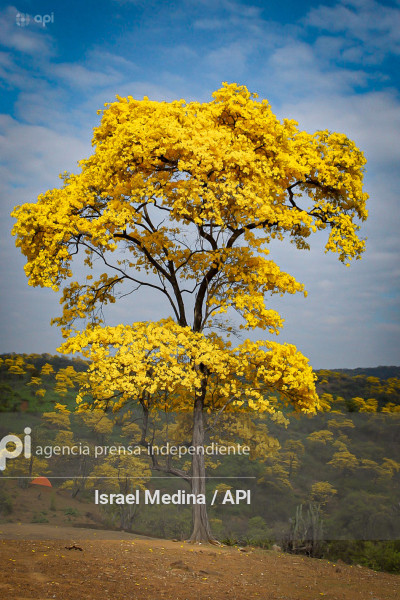 FLORECIMIENTO GUAYACANES 2026