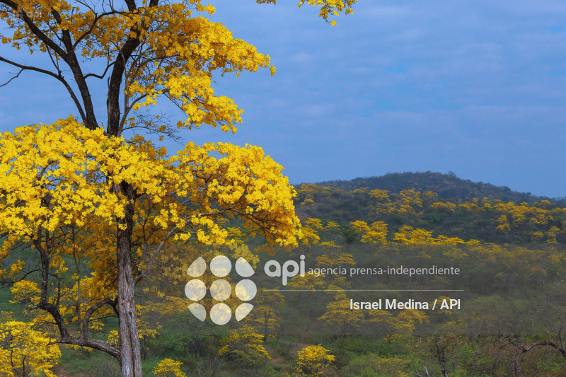 FLORECIMIENTO GUAYACANES 2026