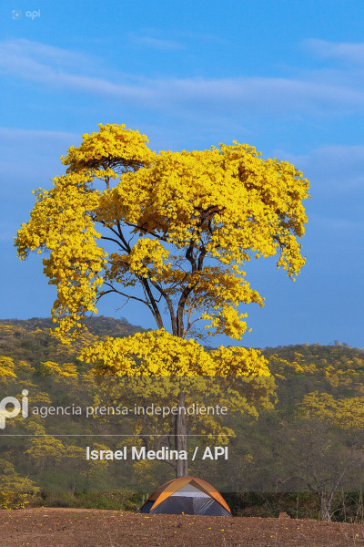 FLORECIMIENTO GUAYACANES 2026