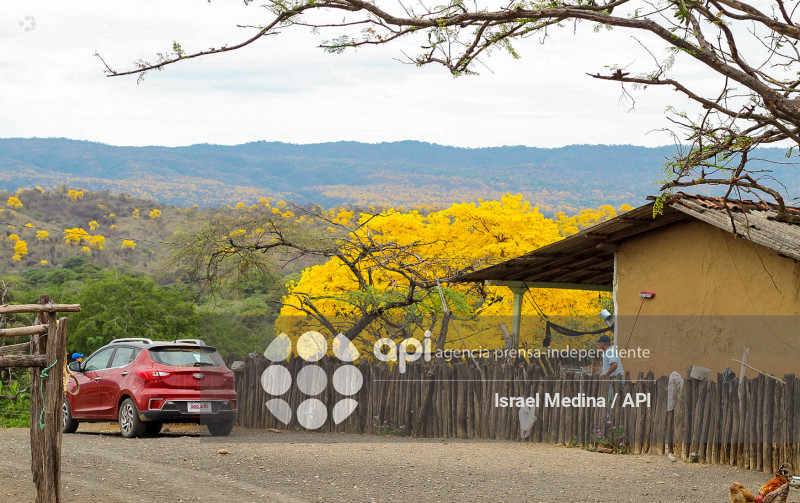 FLORECIMIENTO GUAYACANES 2026