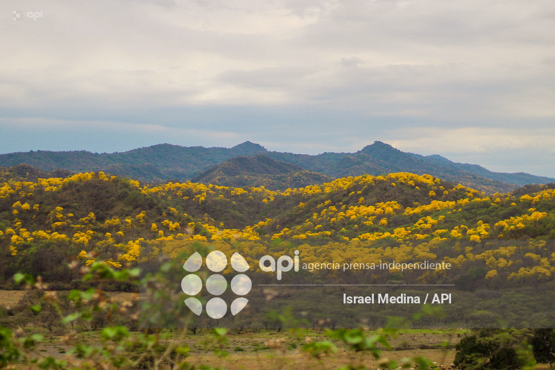 FLORECIMIENTO GUAYACANES 2026