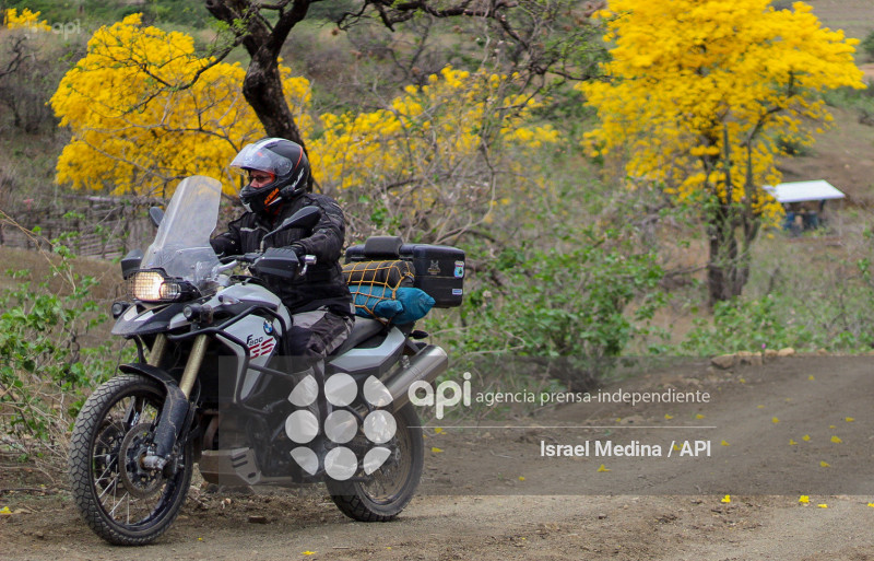 FLORECIMIENTO GUAYACANES 2026