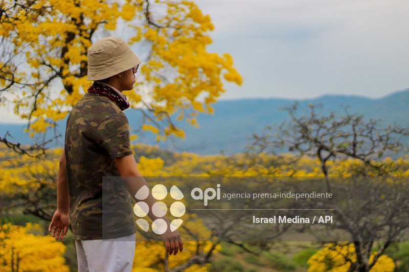 FLORECIMIENTO GUAYACANES 2026