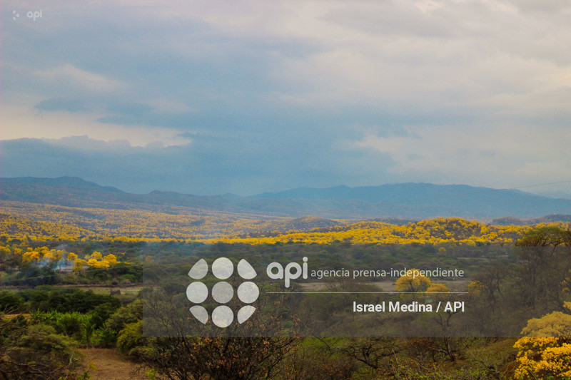 FLORECIMIENTO GUAYACANES 2026