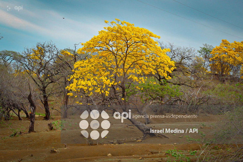 FLORECIMIENTO GUAYACANES 2026