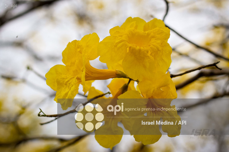 FLORECIMIENTO GUAYACANES 2026