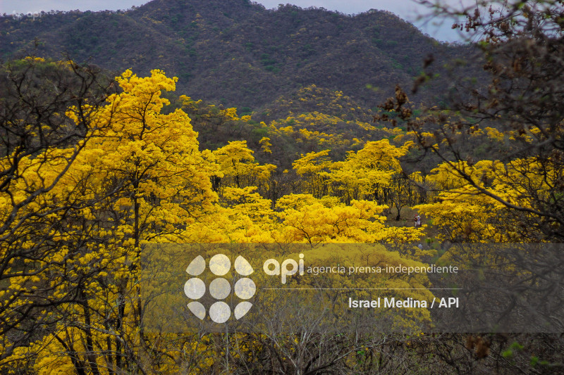 FLORECIMIENTO GUAYACANES 2026