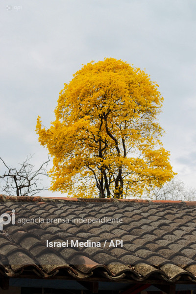 FLORECIMIENTO GUAYACANES 2026