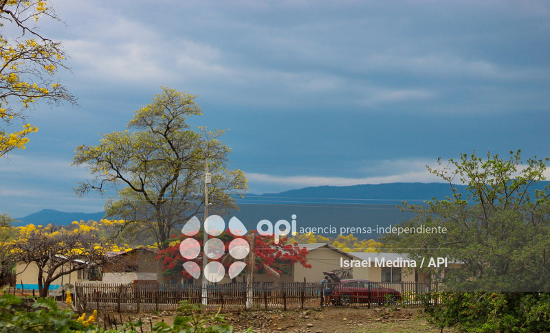 FLORECIMIENTO GUAYACANES 2026