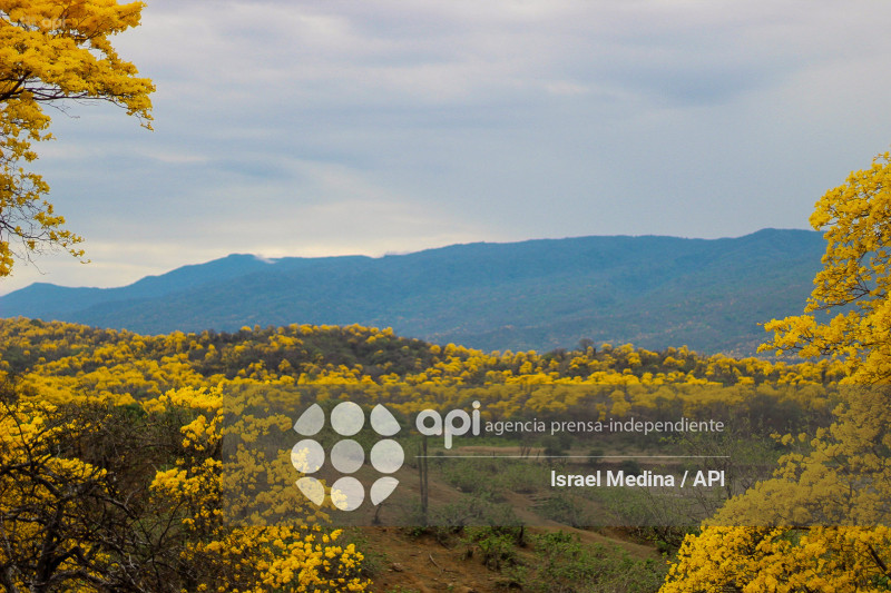 FLORECIMIENTO GUAYACANES 2026