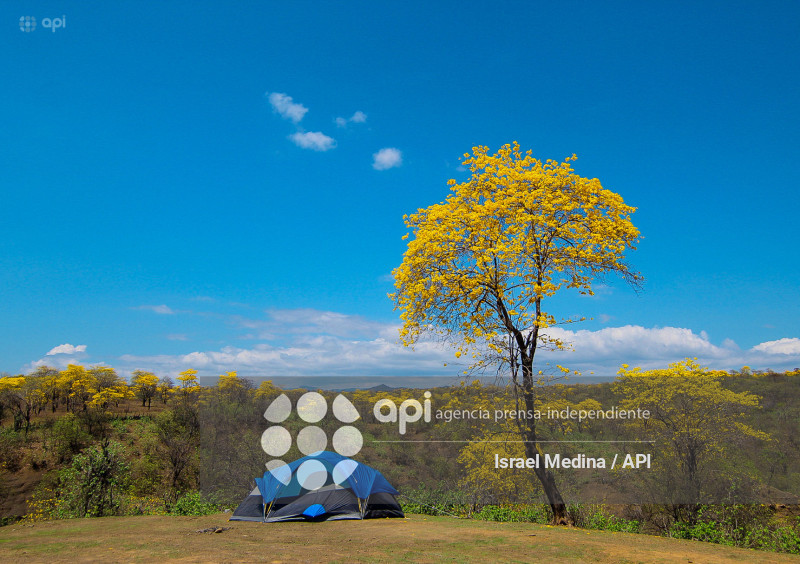 FLORECIMIENTO GUAYACANES 2026