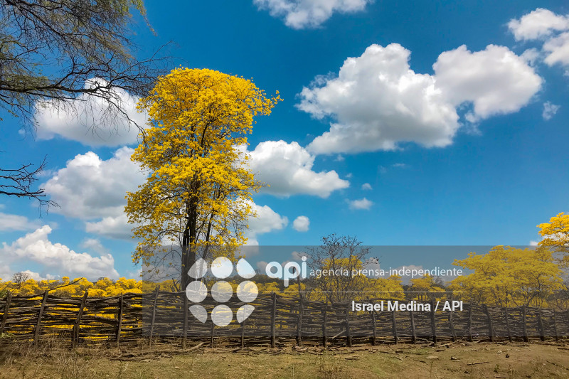 FLORECIMIENTO GUAYACANES 2026