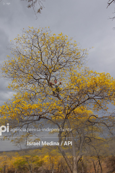 FLORECIMIENTO GUAYACANES 2026