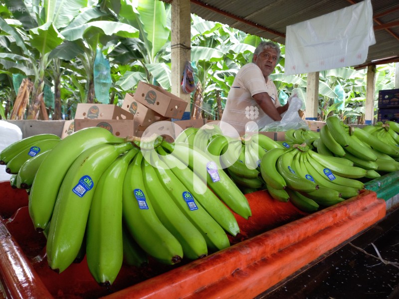 GYE-BANANEROS