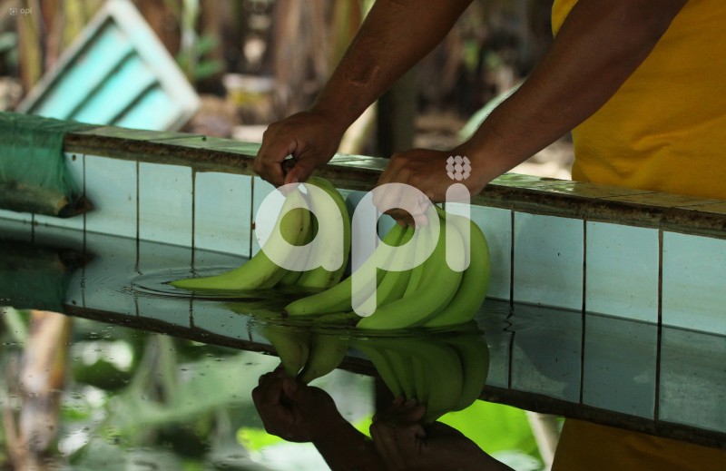 GYE-BANANEROS