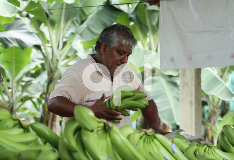 GYE-BANANEROS