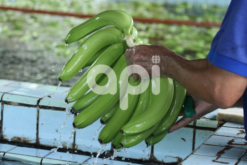 GYE-BANANEROS