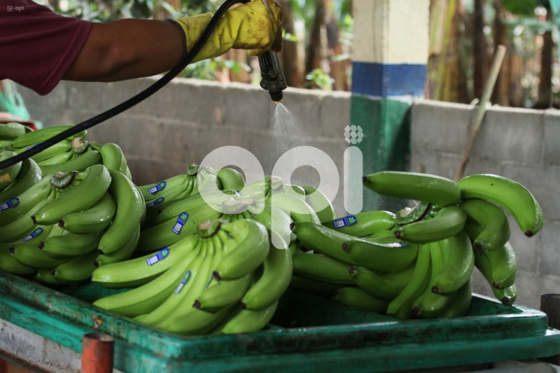 GYE-BANANEROS
