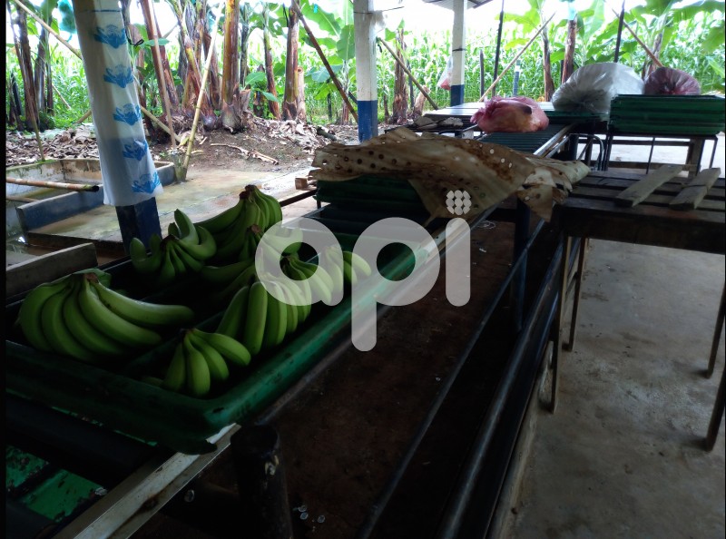 GYE-BANANEROS