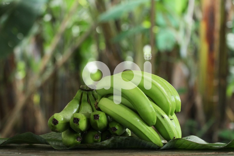 GYE-BANANEROS