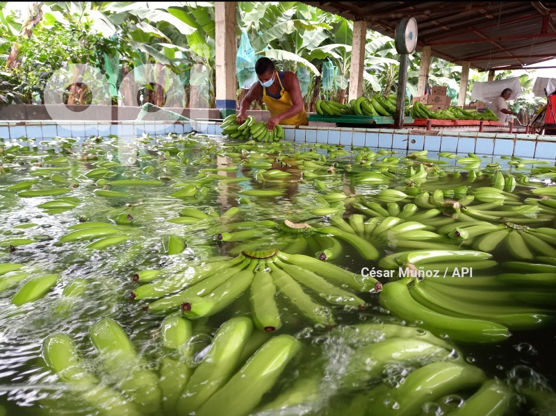 GYE-AFECTACION  BANANEROS