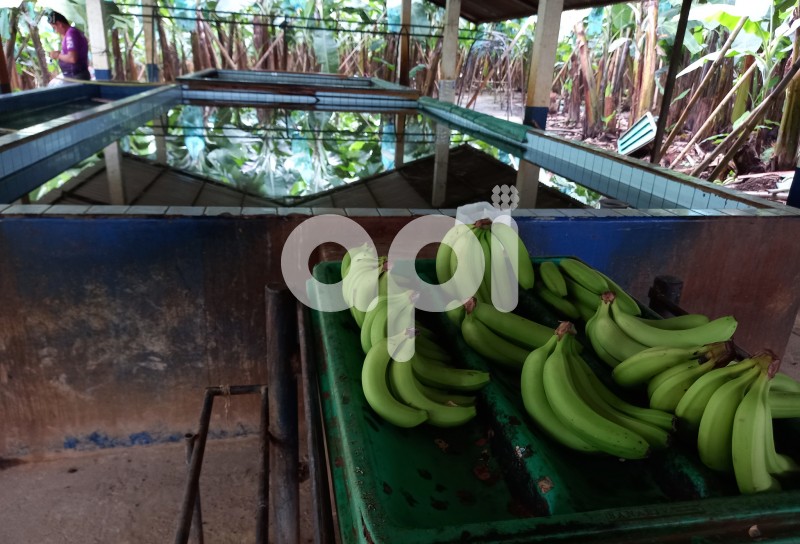 GYE-BANANEROS