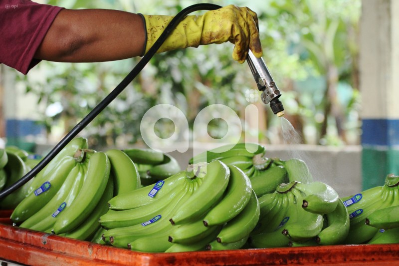 GYE-BANANEROS