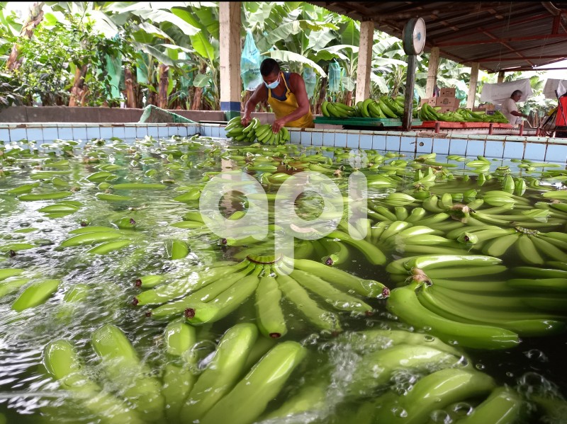 GYE-BANANEROS