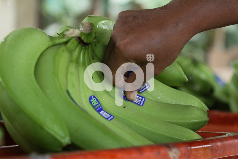 GYE-BANANEROS