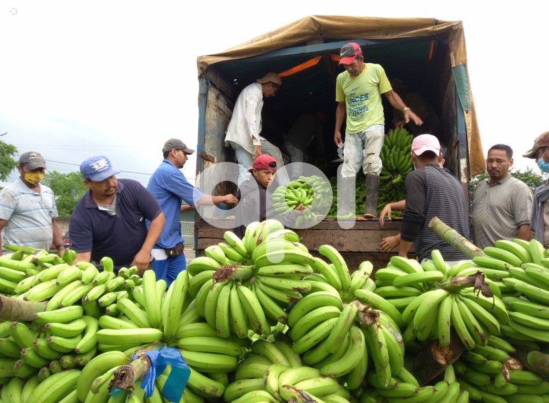 GYE-PROTESTA-BANANEROS