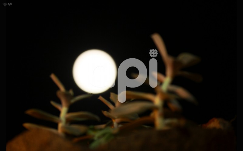 GYE-SUPER LUNA FRESA
