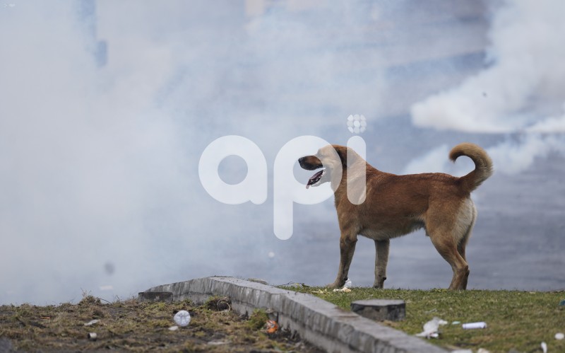 UIO-PROTESTAS-ARBOLITO