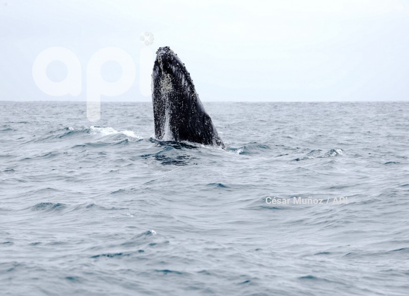GYE-AVISTAMIENTO BALLENAS