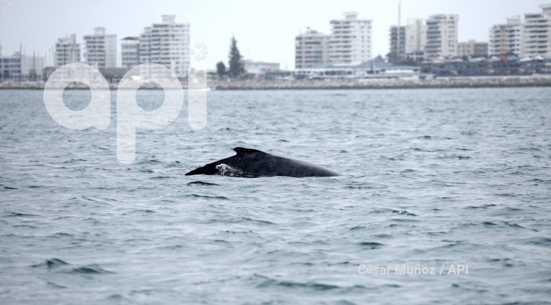 GYE-AVISTAMIENTO BALLENAS