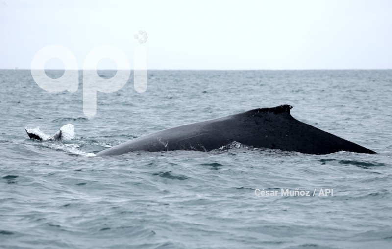 GYE-AVISTAMIENTO BALLENAS