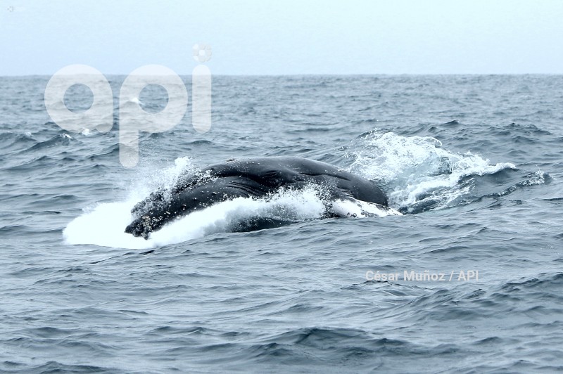 GYE-AVISTAMIENTO BALLENAS