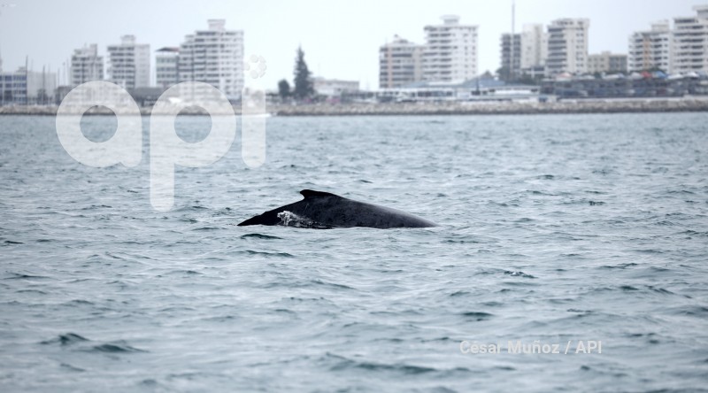 GYE-AVISTAMIENTO BALLENAS