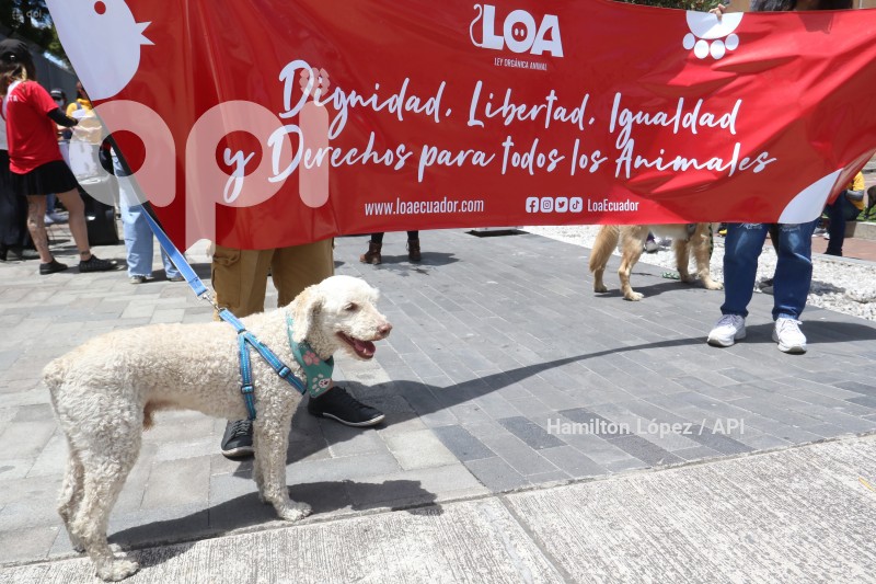UIO-PROYECTO-LEY-ANIMALES