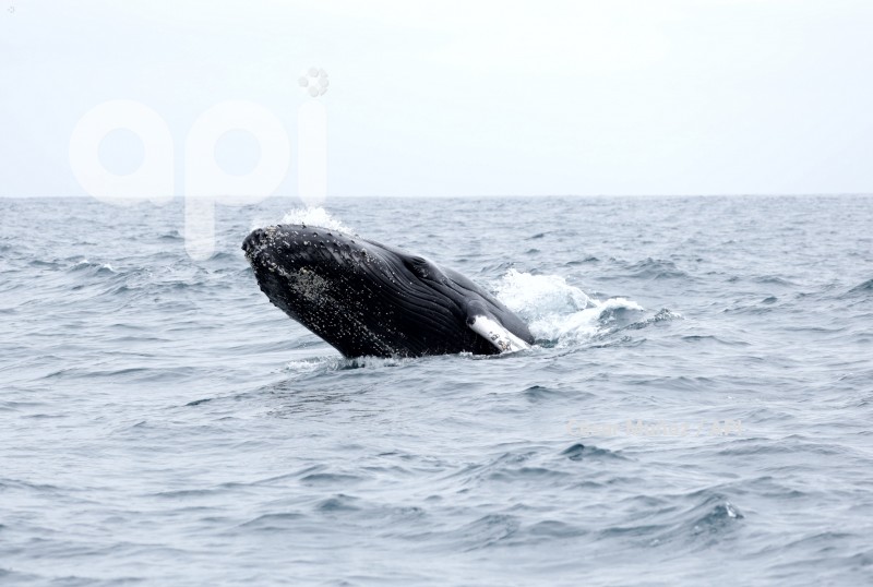 GYE-AVISTAMIENTO BALLENAS