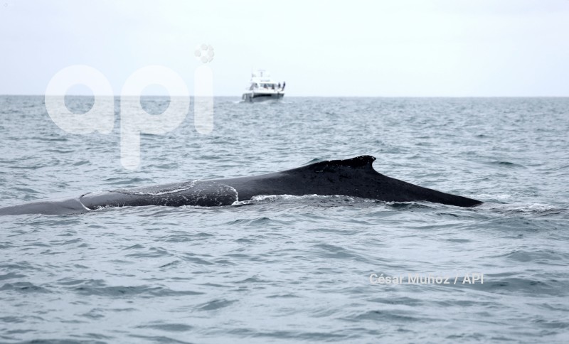 GYE-AVISTAMIENTO BALLENAS
