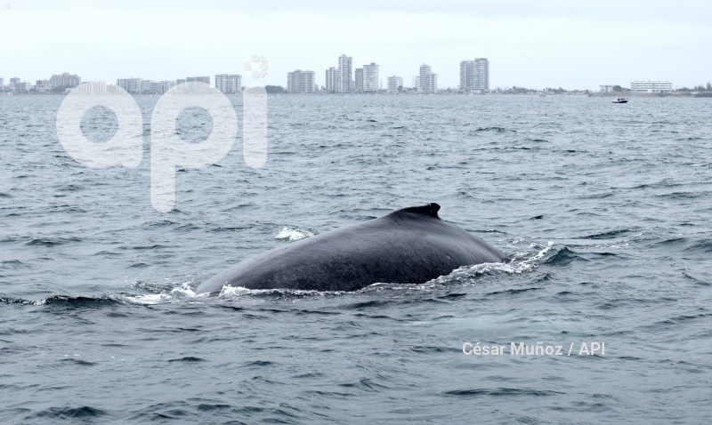 GYE-AVISTAMIENTO BALLENAS