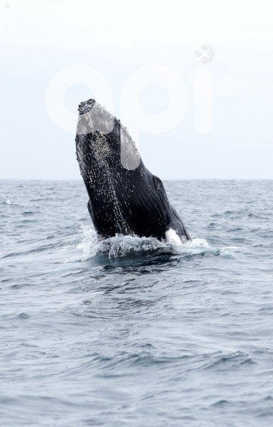 GYE-AVISTAMIENTO BALLENAS
