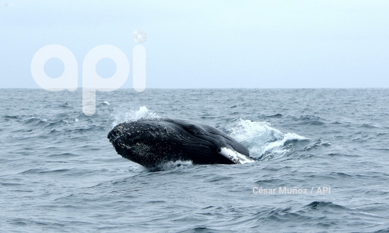 GYE-AVISTAMIENTO BALLENAS