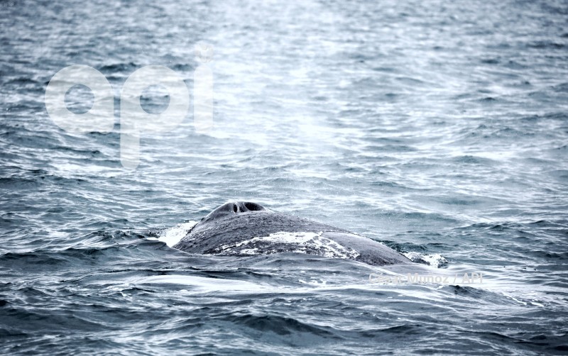 GYE-AVISTAMIENTO BALLENAS